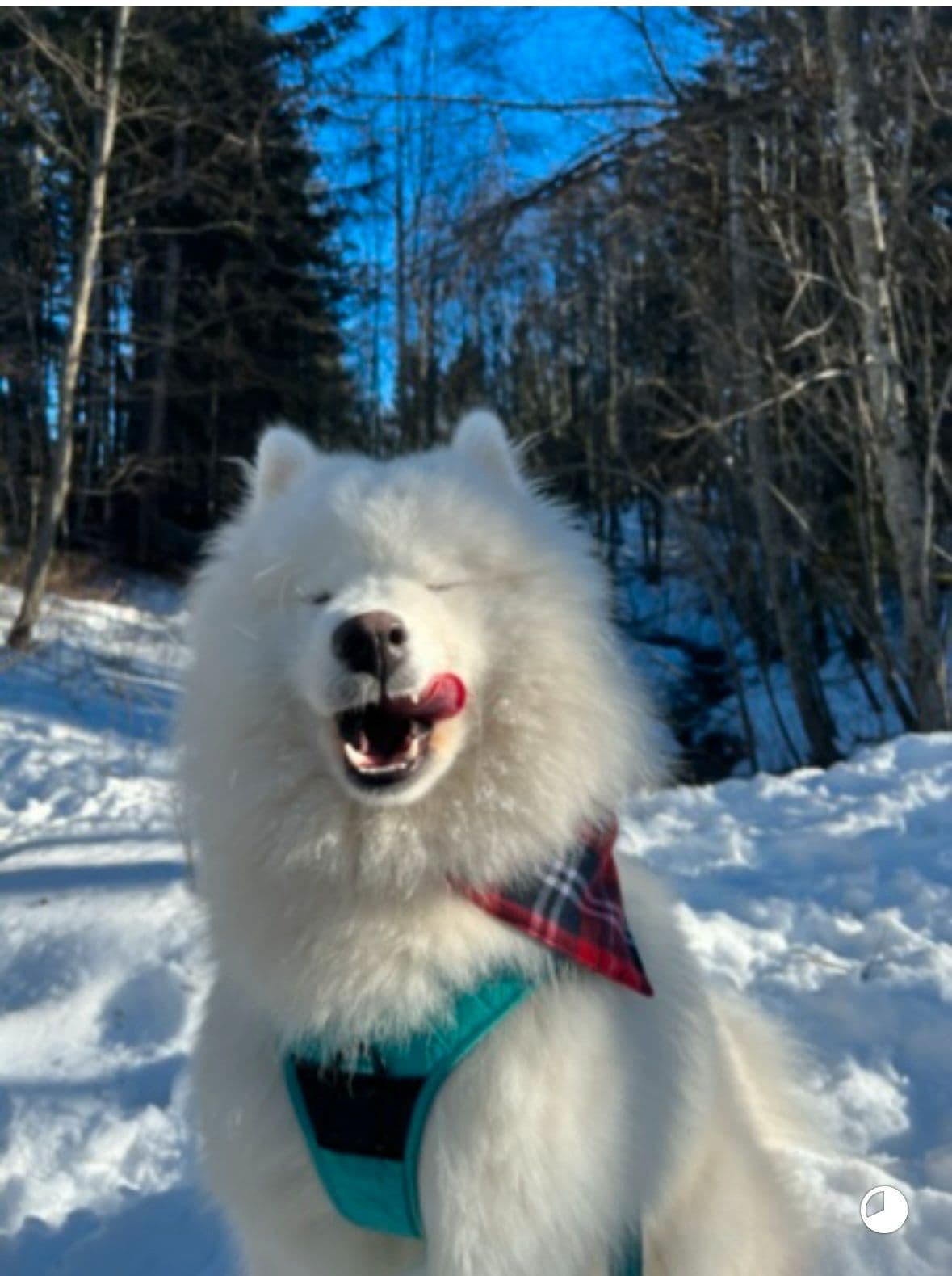 Hunden søker en ny familie