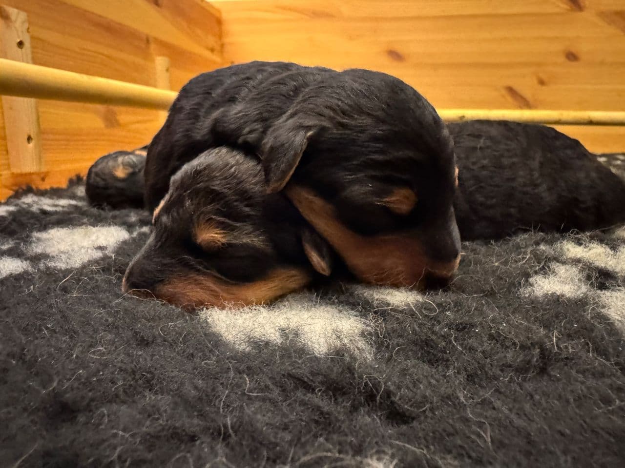 AIREDALE TERRIER født 1. mai 2025, Asker