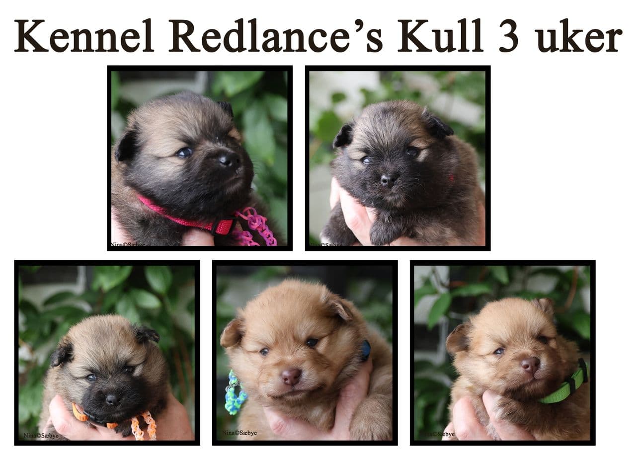 Mittelspitz valper ledig Bergen hos kennel Redlance