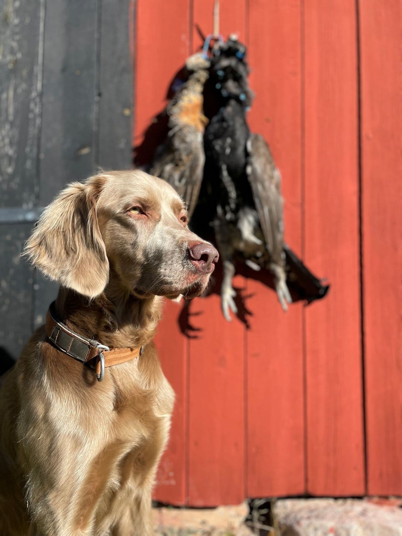 Langhåret Weimaraner Hannhund Omplasseres