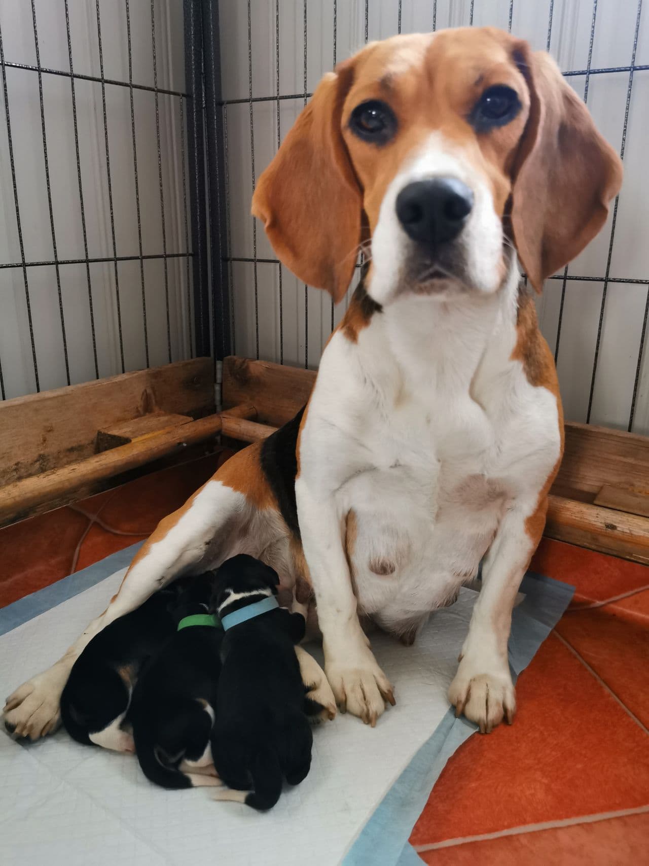 Beagle valper