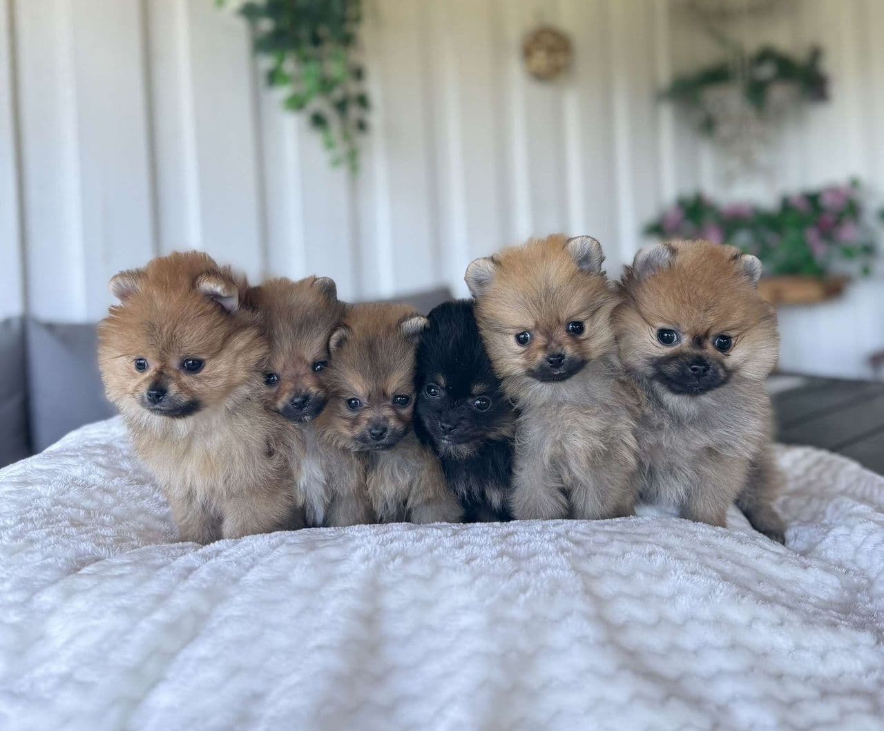 Flotte pomeranian valper
