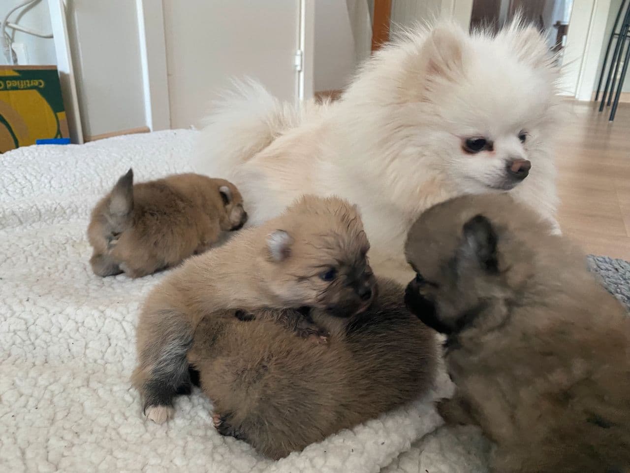 Pomeranian tispe (kun en ledig)