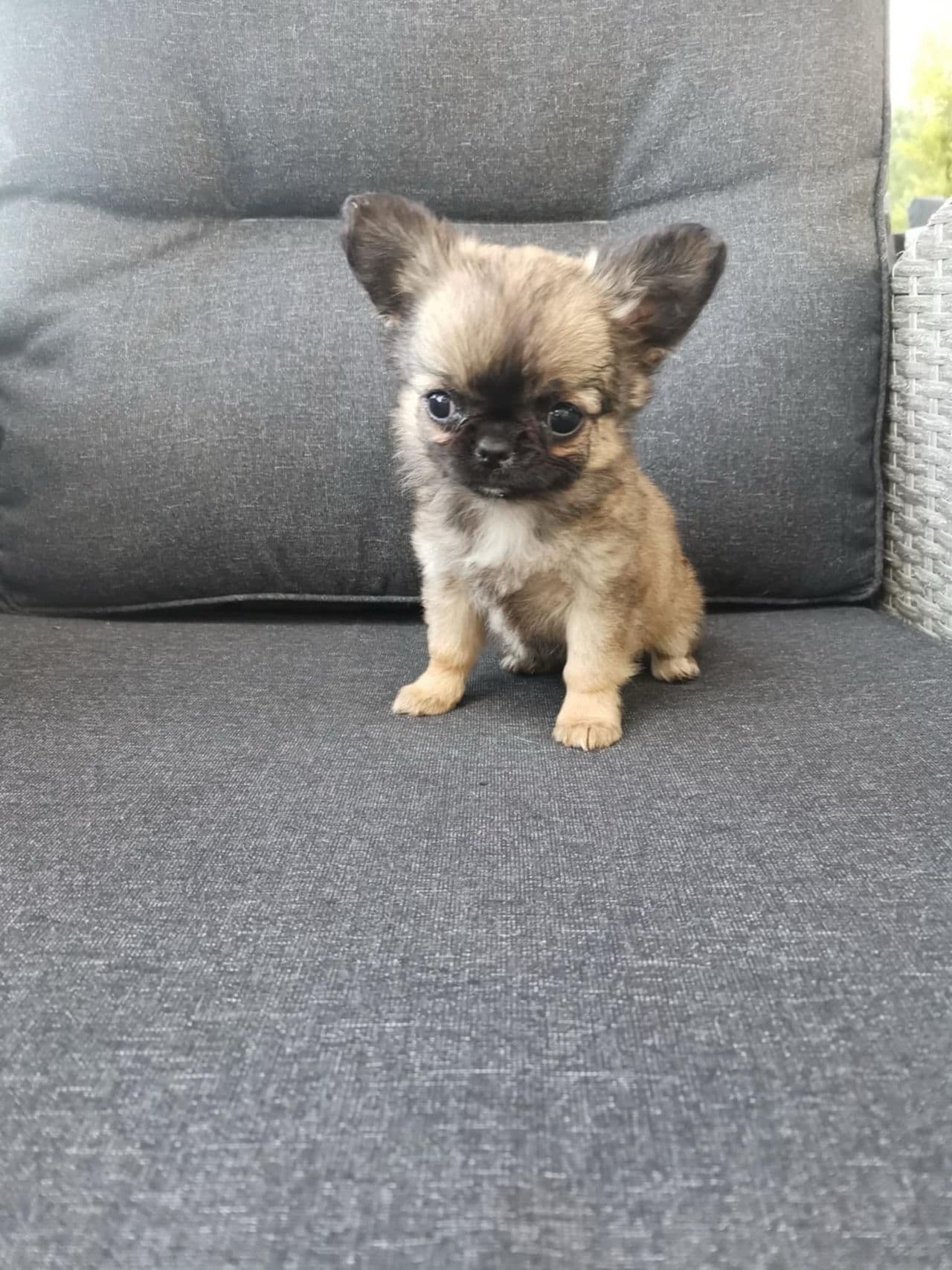 Nydelige chihuahua-valper til salgs