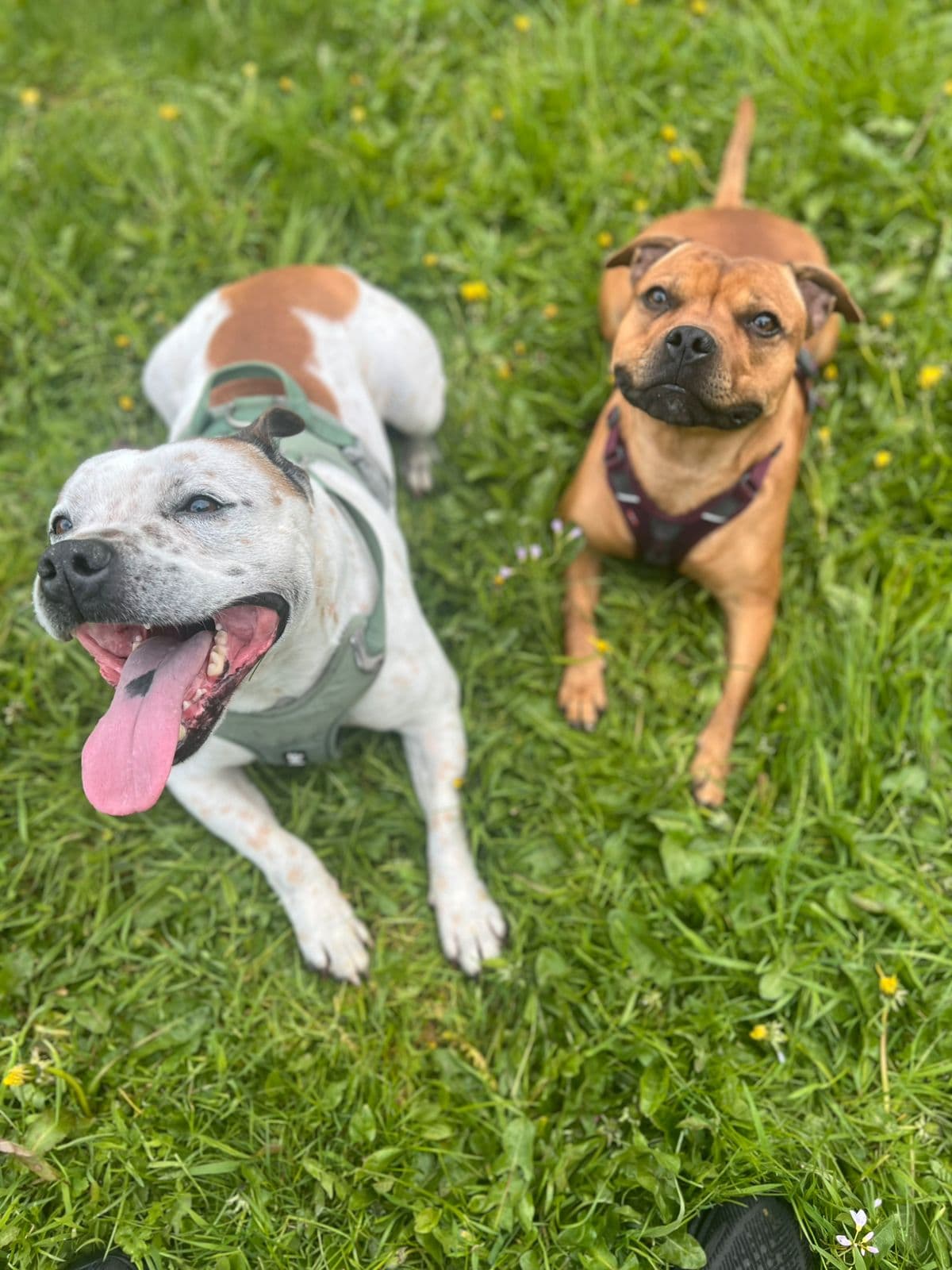 Staffordshire bull terrier valper til salgs
