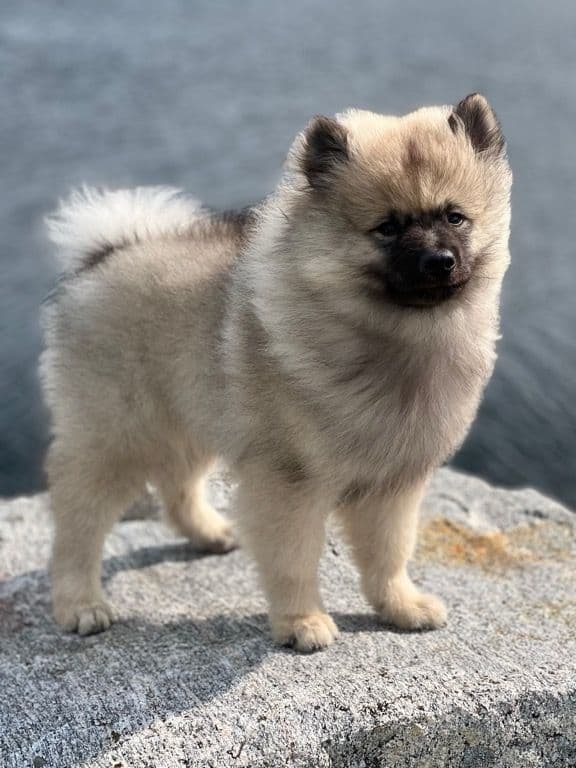 Keeshond valp leveringsklar .