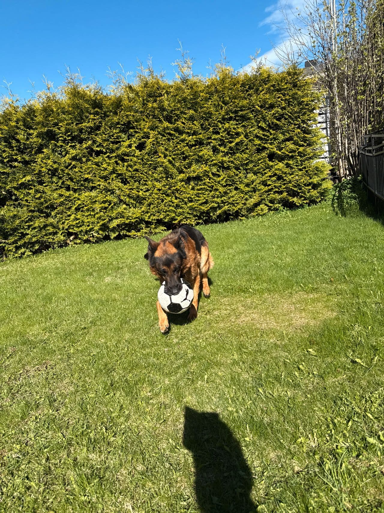 Hann Schæfer 6 år