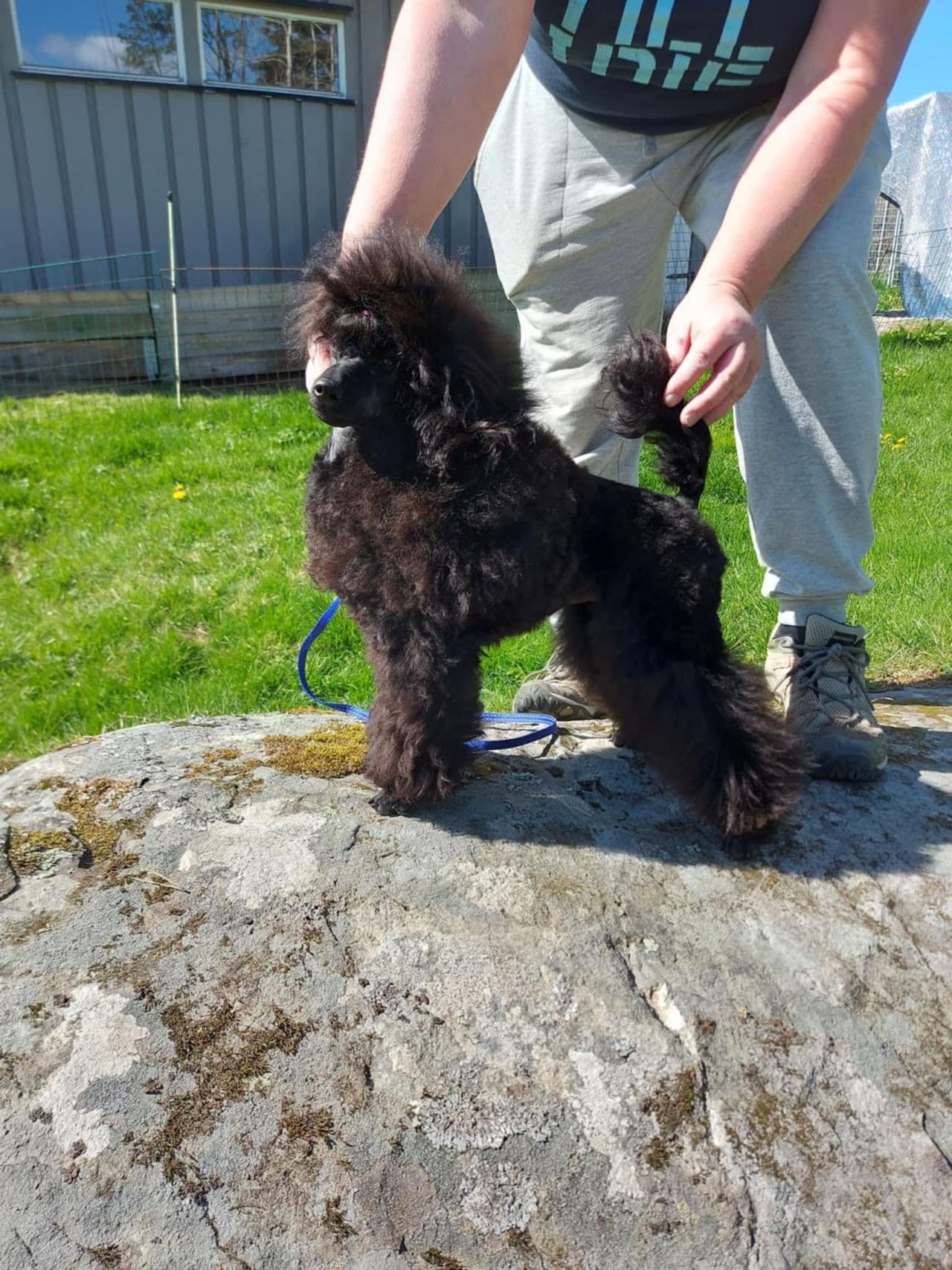 Toy puddel hannhund til salgs