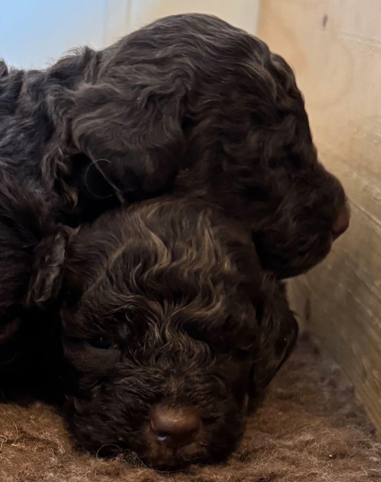 Lagotto Romagnolo