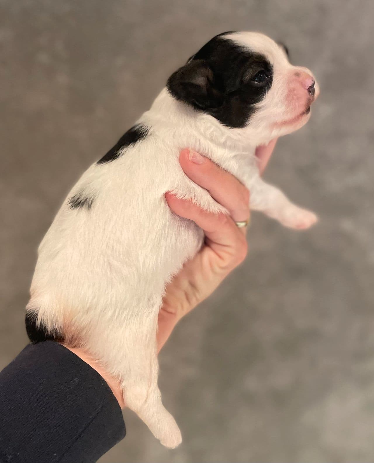Papillon valp
