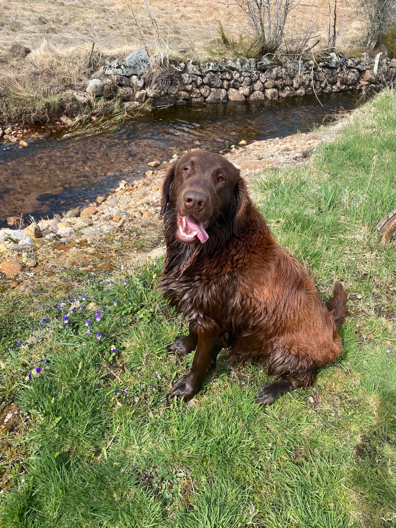 Flat coatet  retriever
