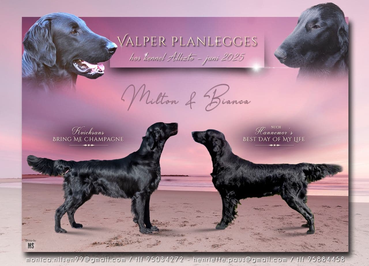 Flatcoated Retriever valper selges