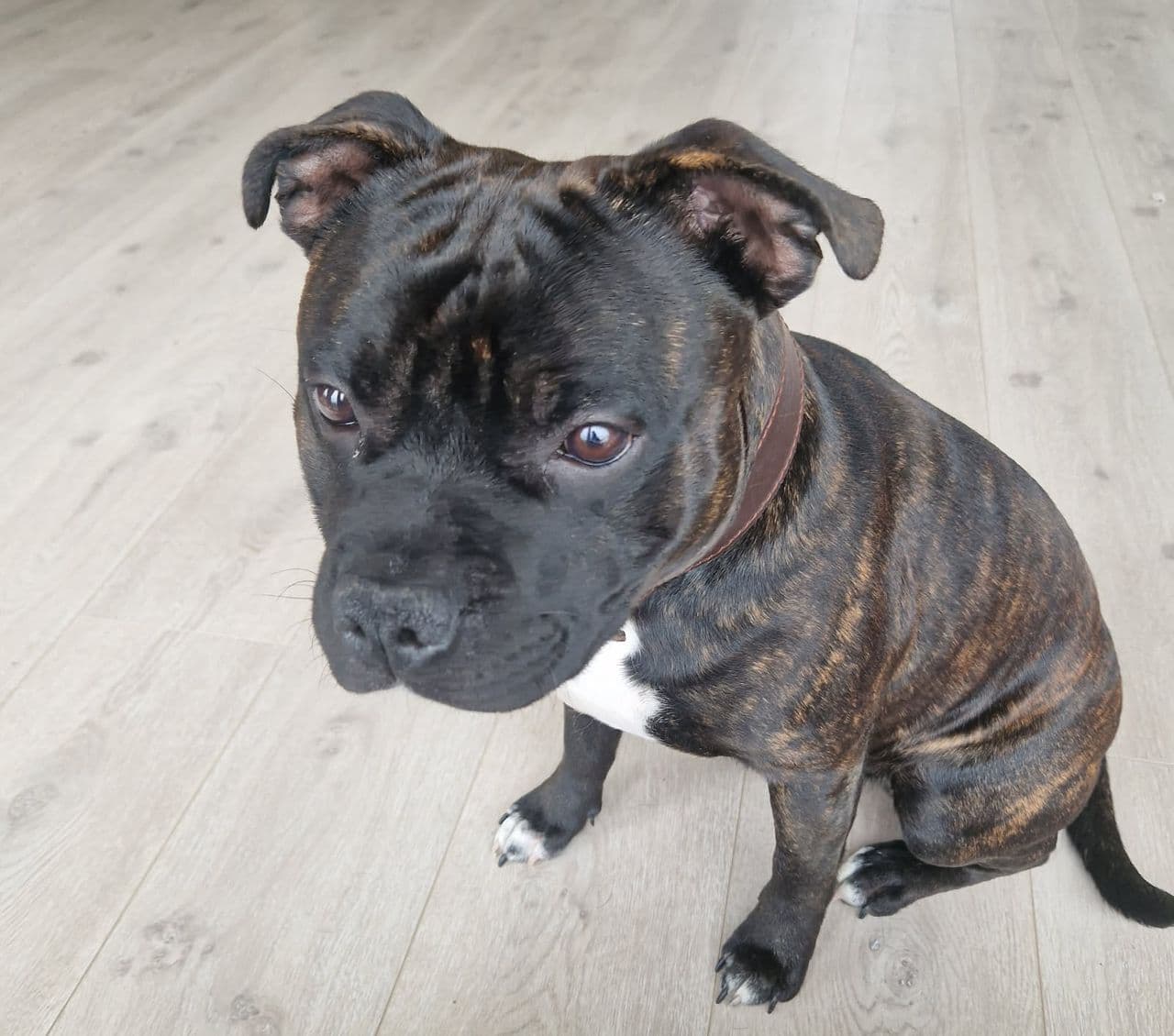 Staffordshire Bull Terrier omplasseres
