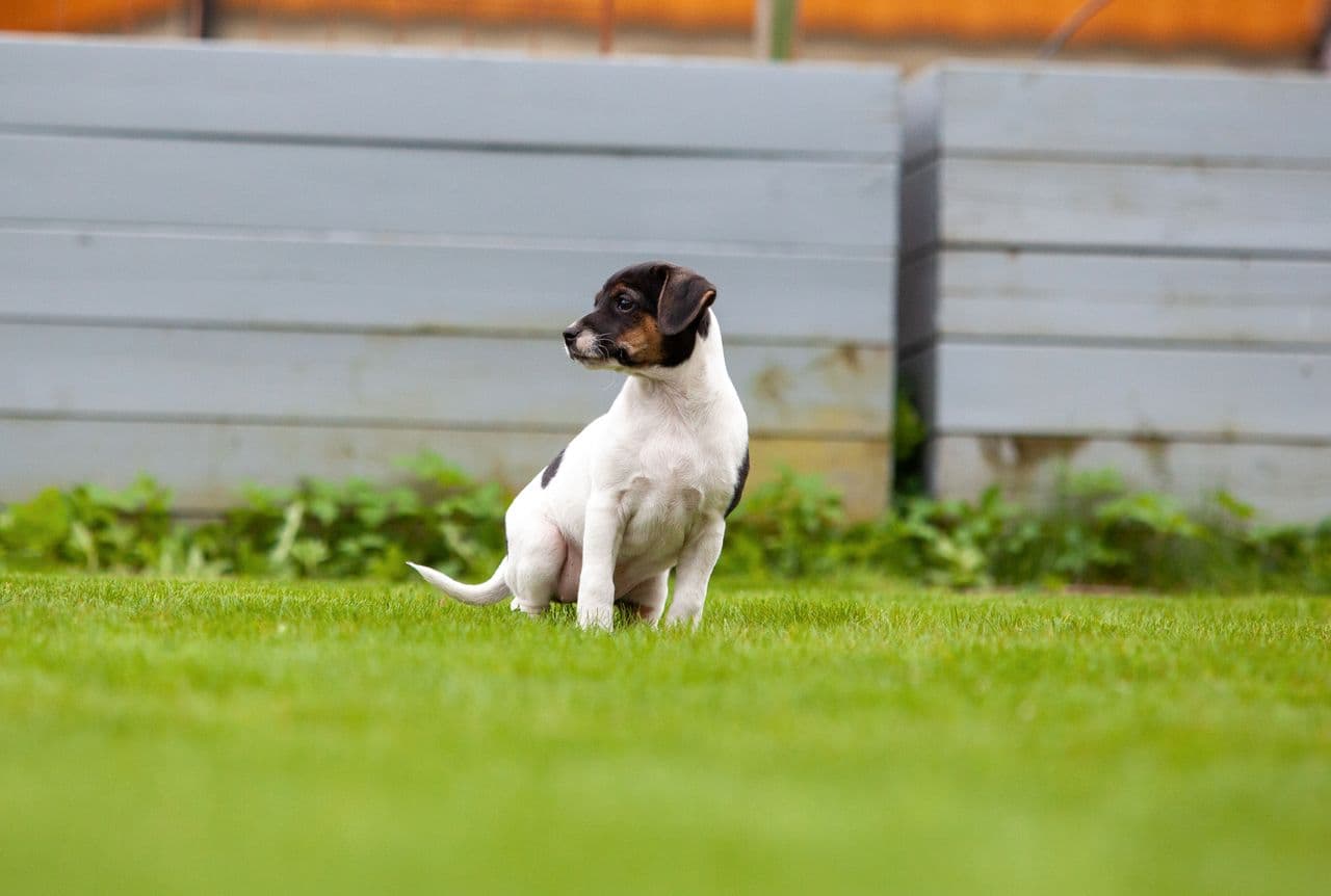 Dansk Svensk Gårdshund valper, leveringsklare!