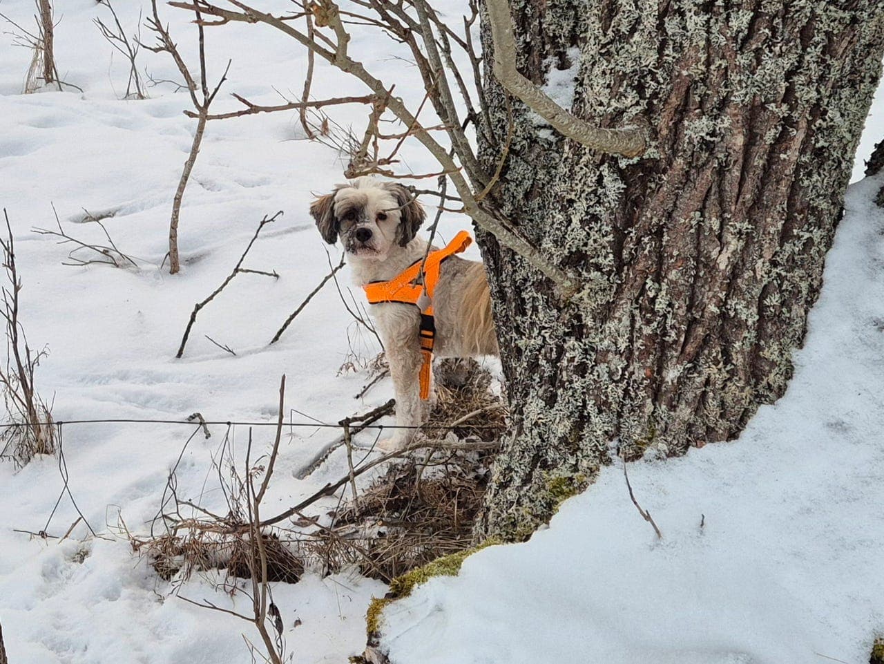 Tibetansk terrier