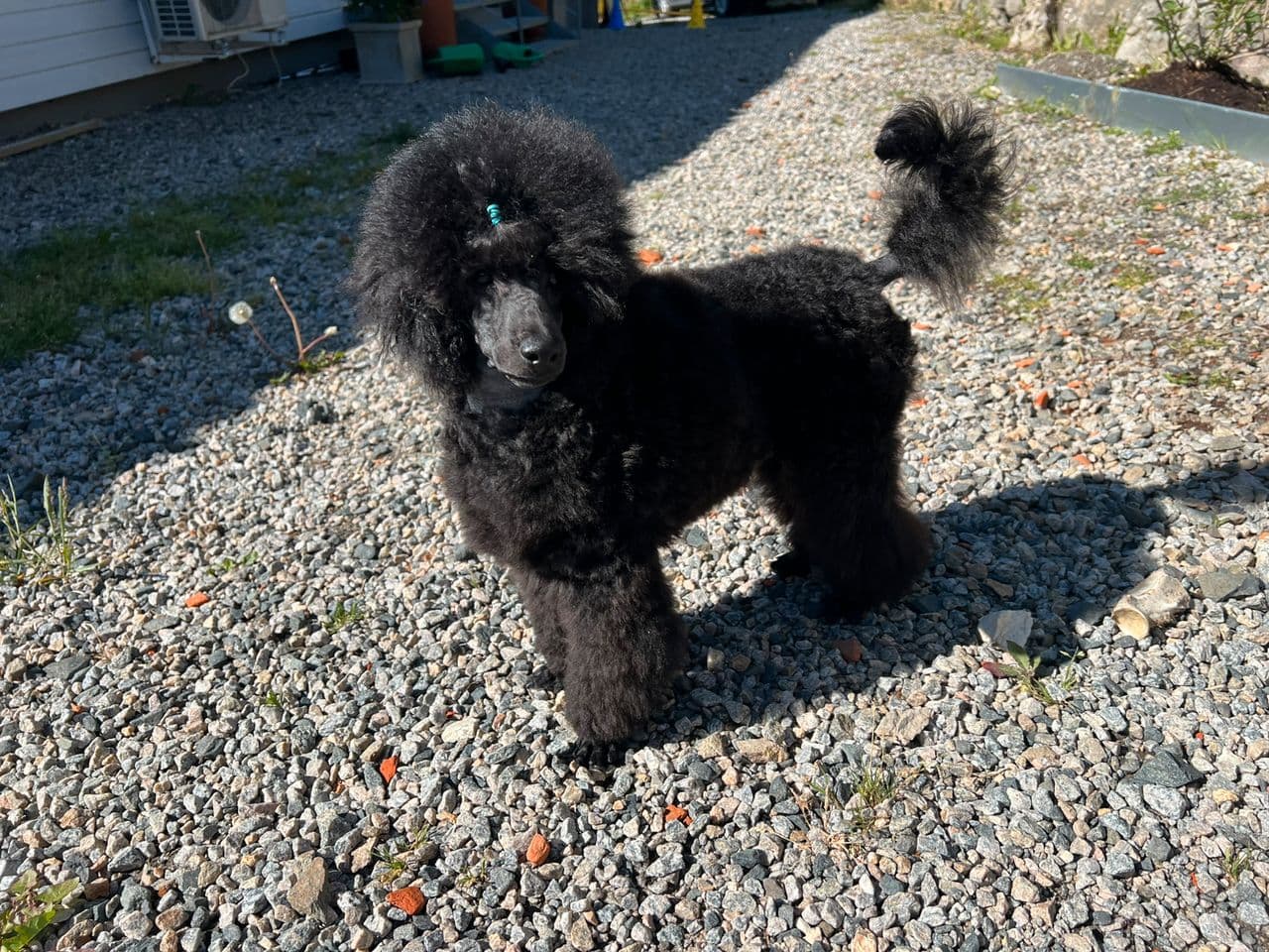 Renraset Dvergpuddel 🐩