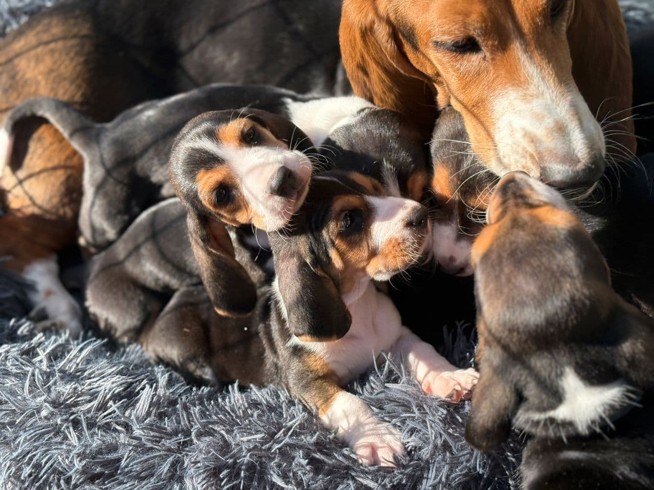 Basset Artesien Normand valper