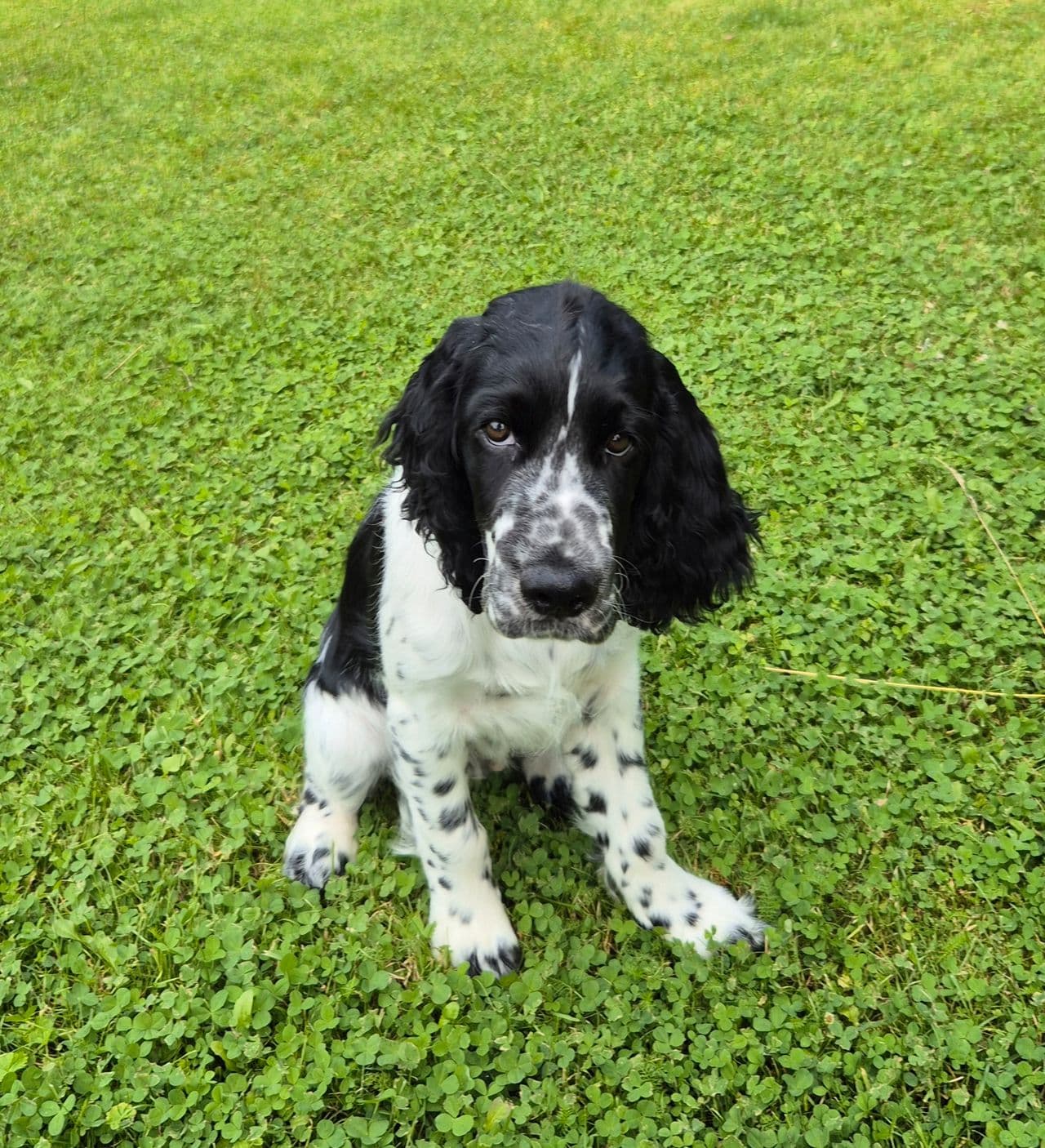 Engelsk Springer Spaniel