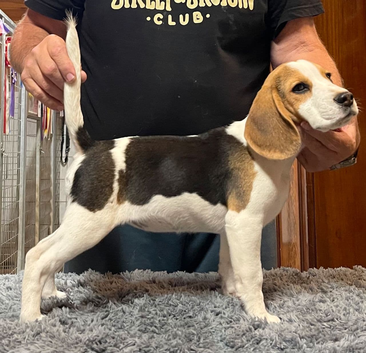 Beagle valper klare for jakta eller som familiehund.