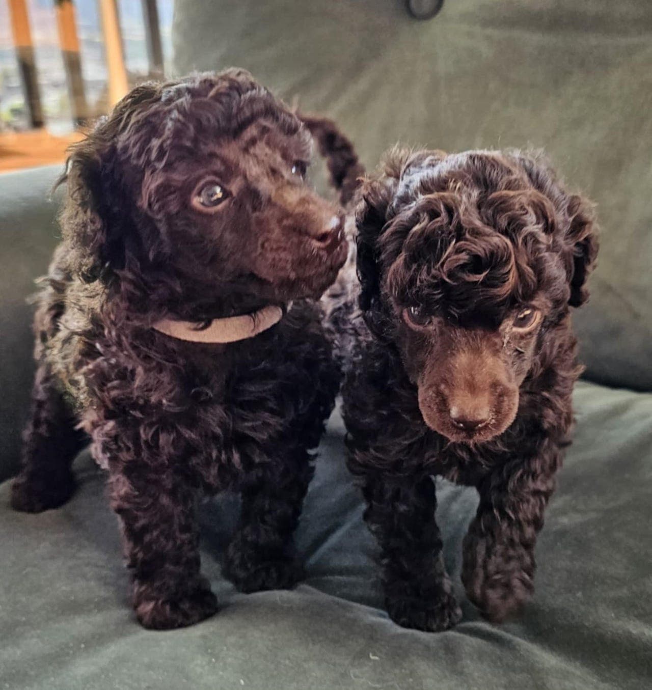 To brune dvergpuddel-hjerteknusere søker familie 🐶🤎