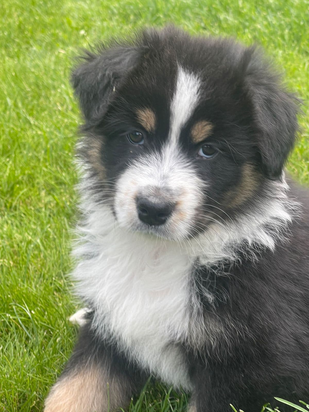 Australian shepherd ledige gutter!