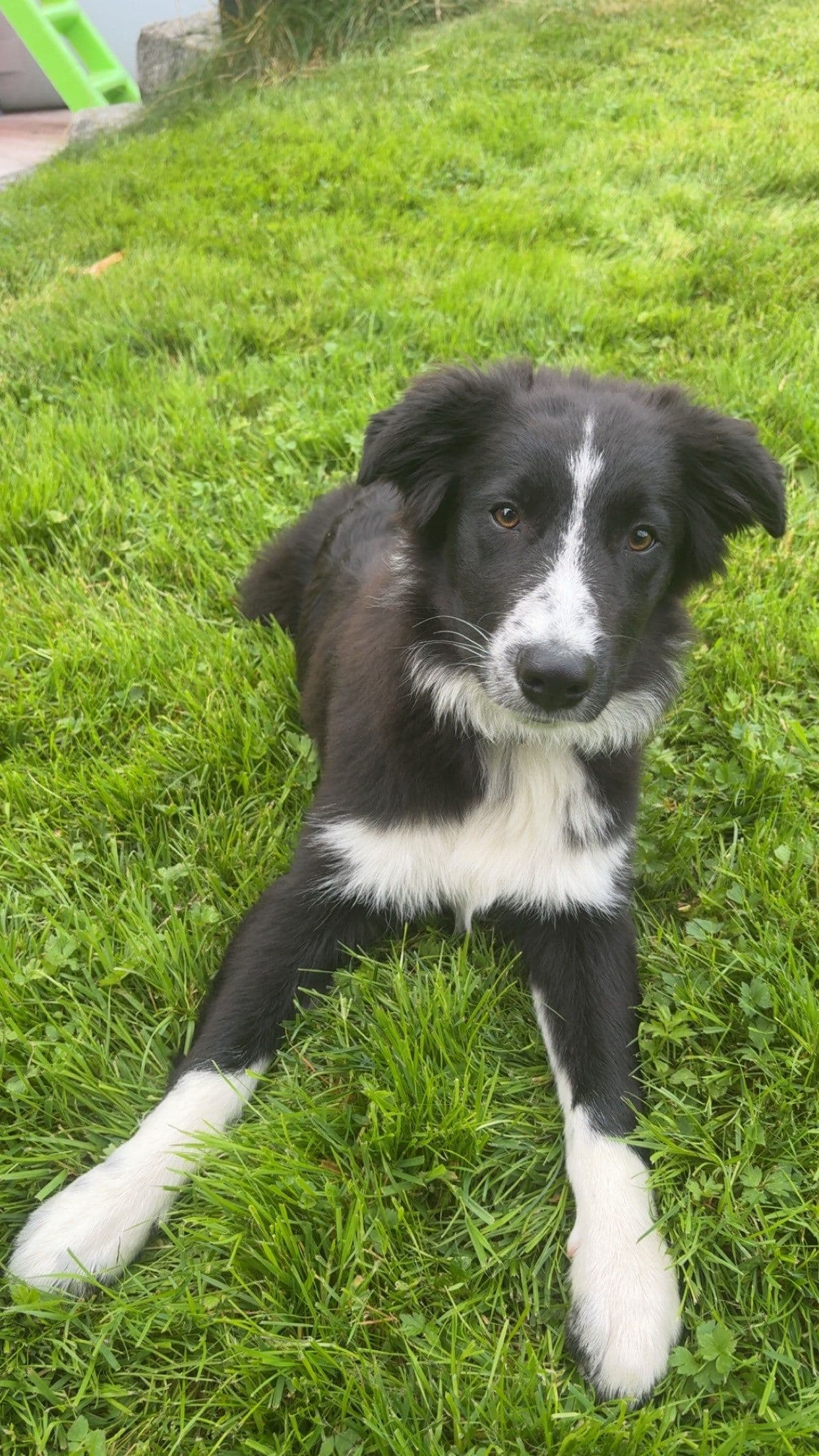 Border collie kvalp vurderast omplassert