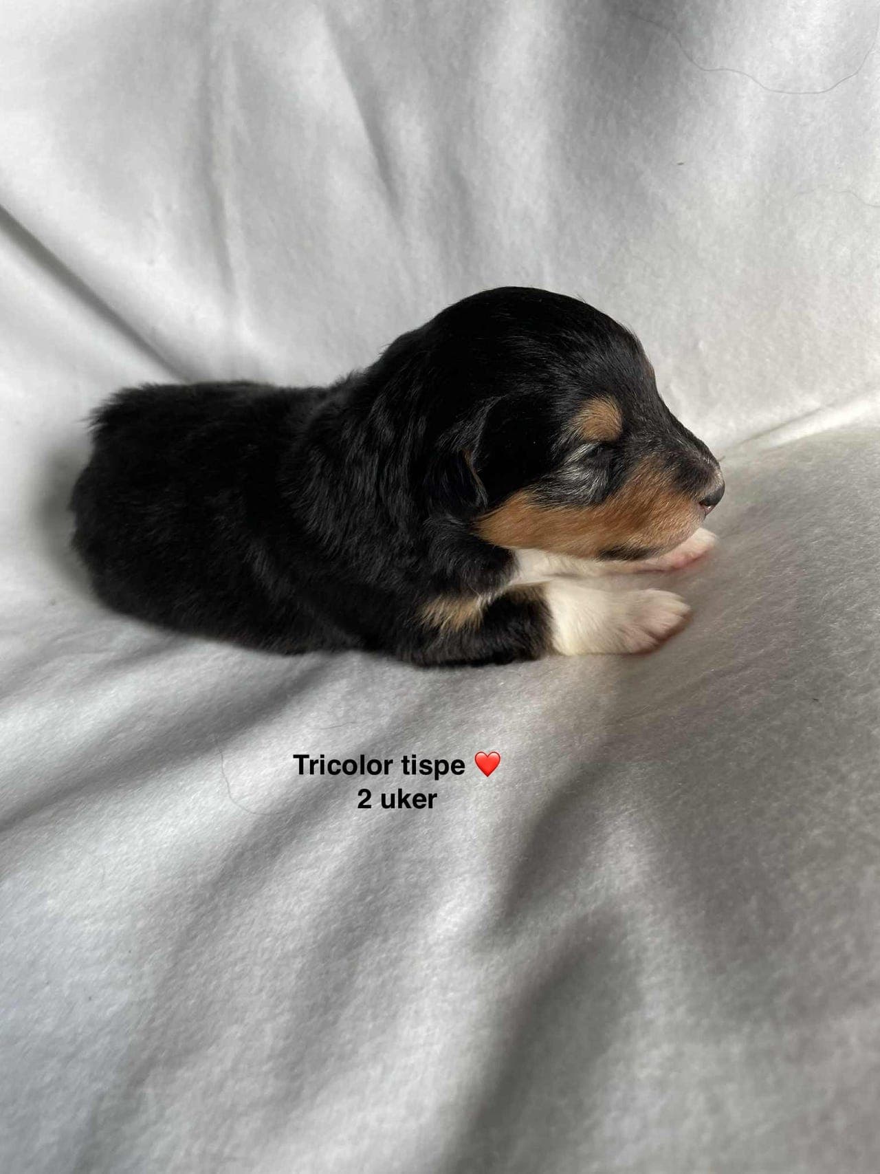 Shetland Sheepdog valper