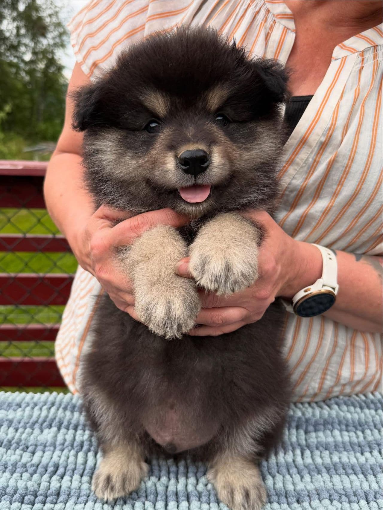 Finsk lapphundvalper søker egne hjem