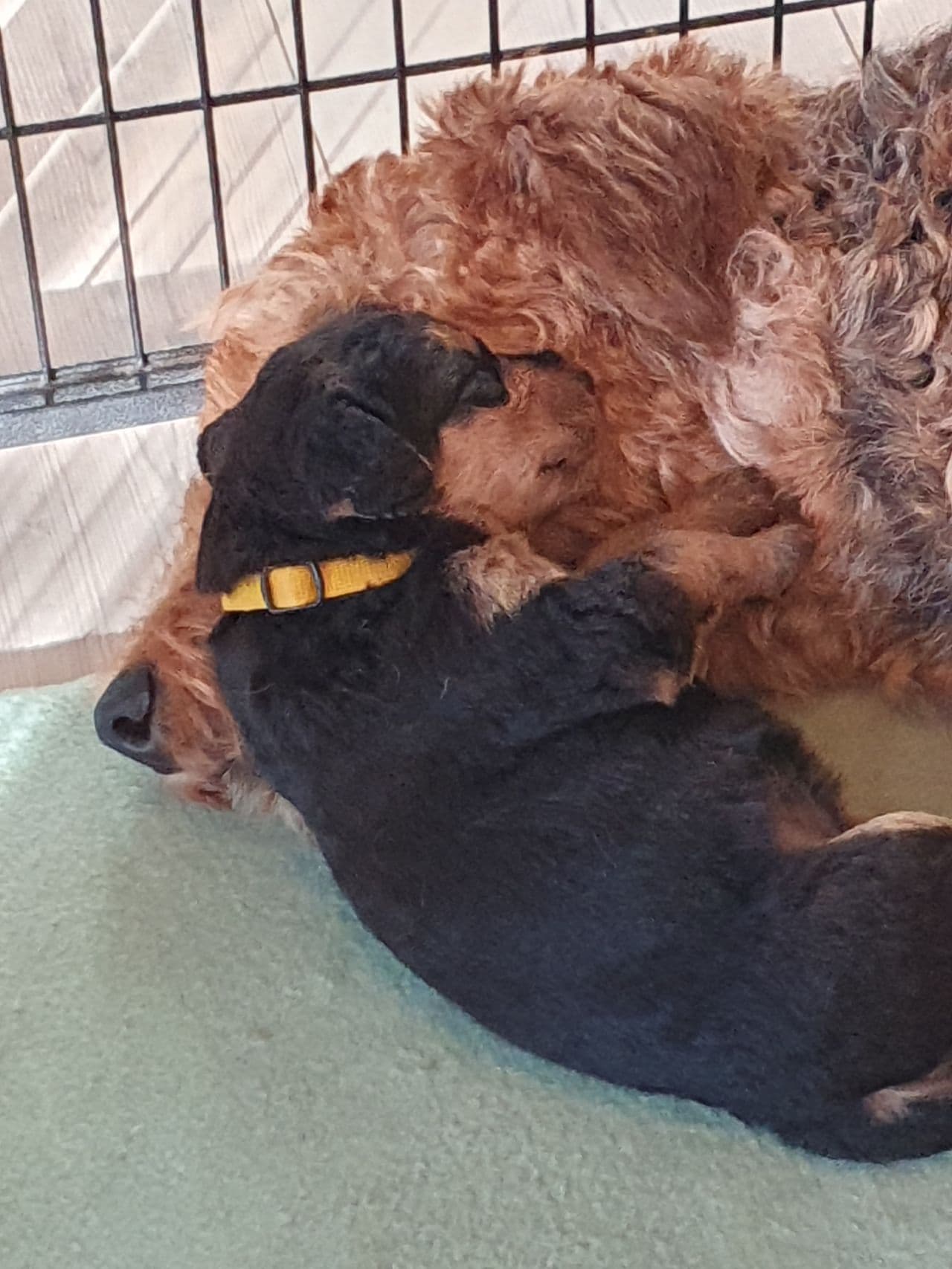 AIREDALE TERRIER valper født på Hellemutten kennel