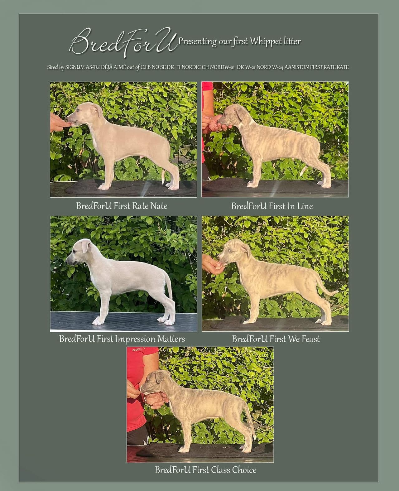 Whippet-valper