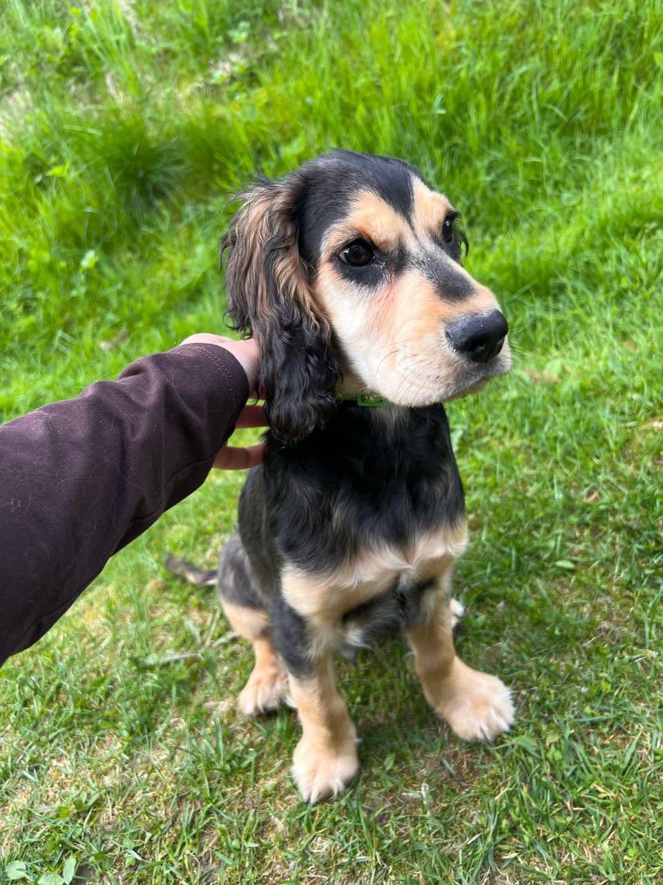 Engelsk Cocker Spaniel-valp – 4 måneder gammel