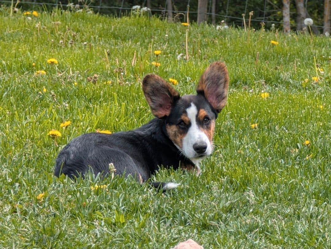 Kosebamse ønsker seg egen familie - Welsh corgi cardigan