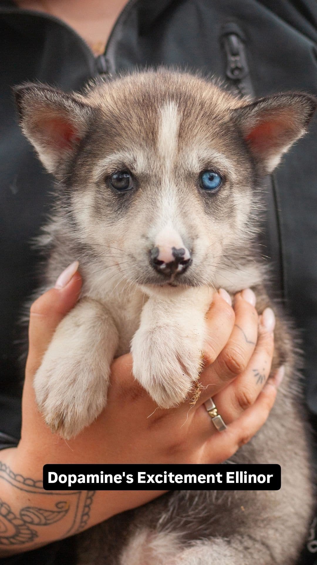 Siberian husky