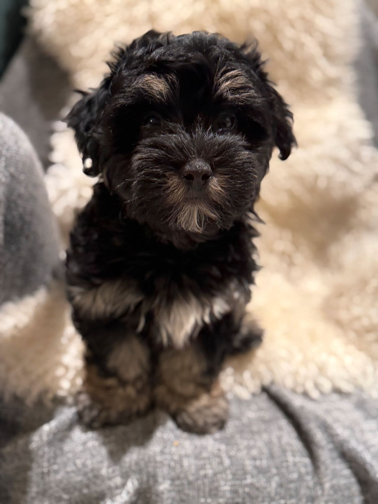 Bichon Havanais valper selges