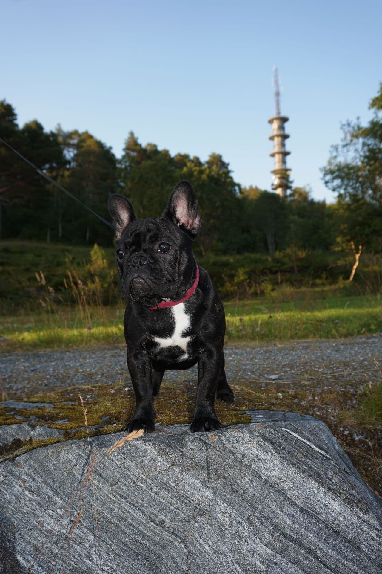 Fransk Bulldog Tispe