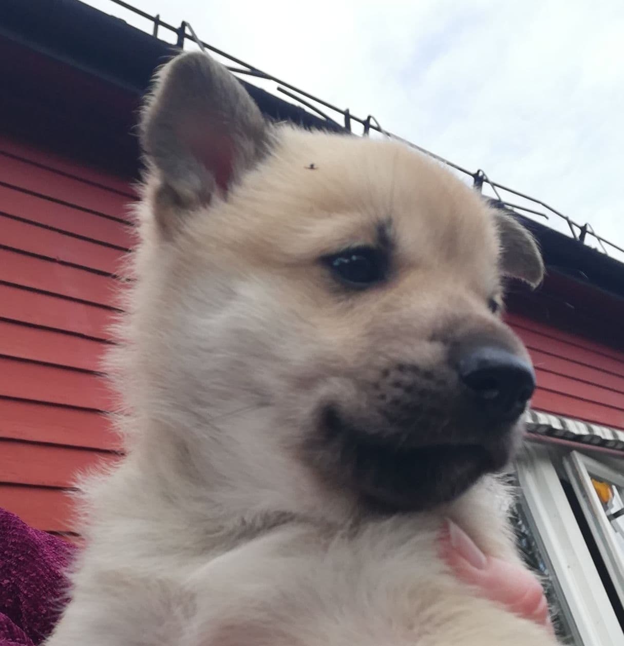 Norsk Buhund valp