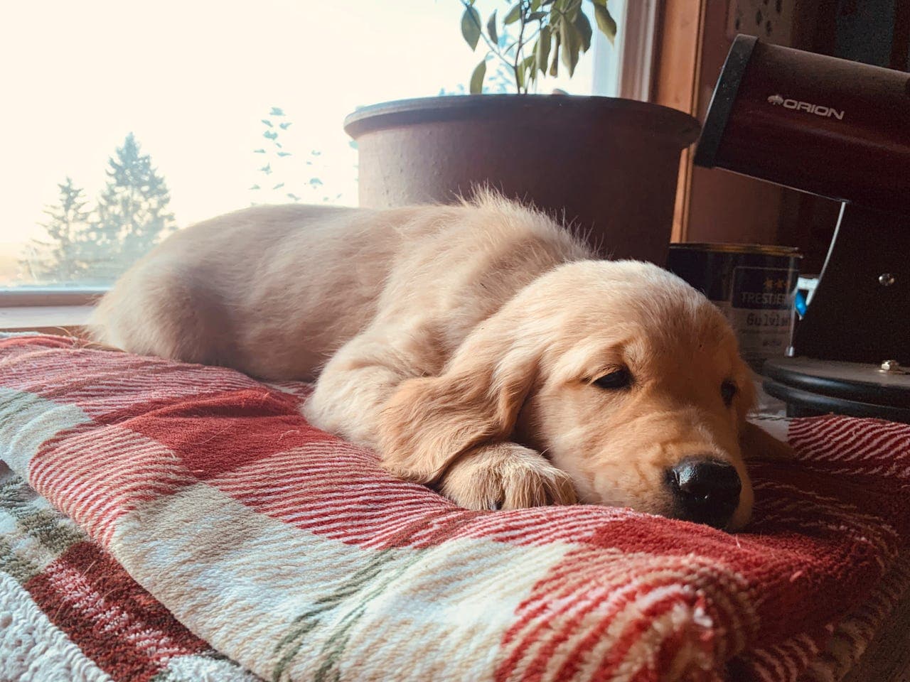 GOLDEN RETRIEVER VALPER