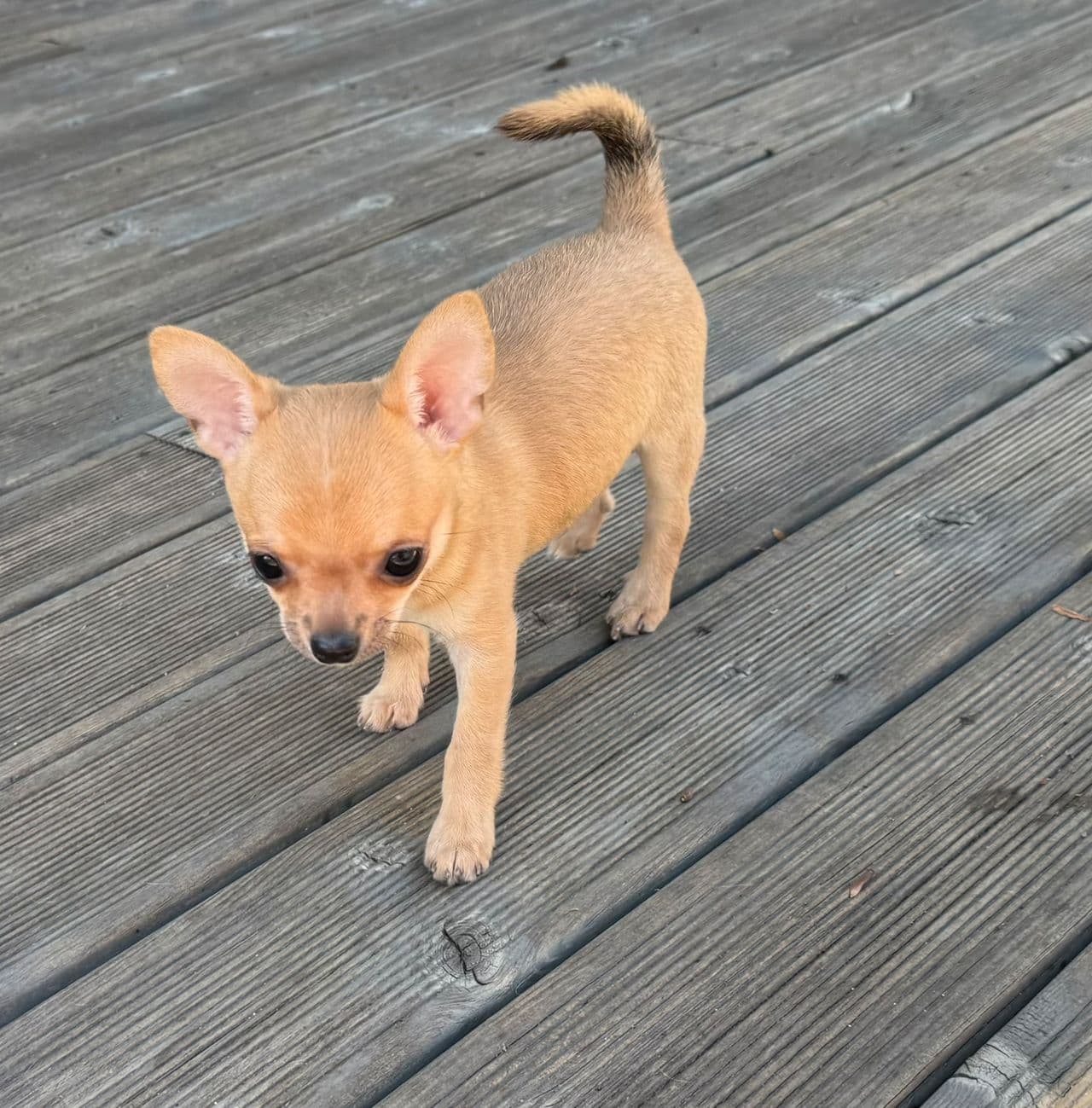 Nkk Registrert Chihuahua Lykke pille selges💙