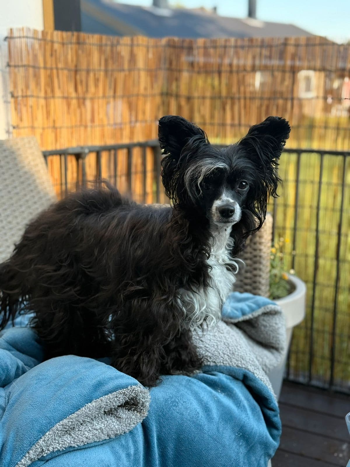 Chinese Crested PP snart 2 år vurderes omplassert