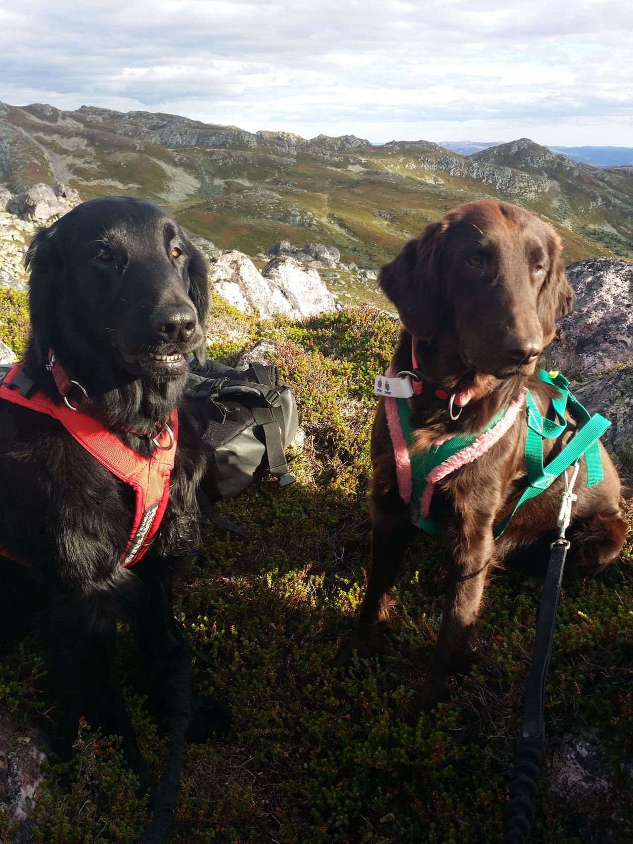 Flatcoated retrivervalper født 4 mars