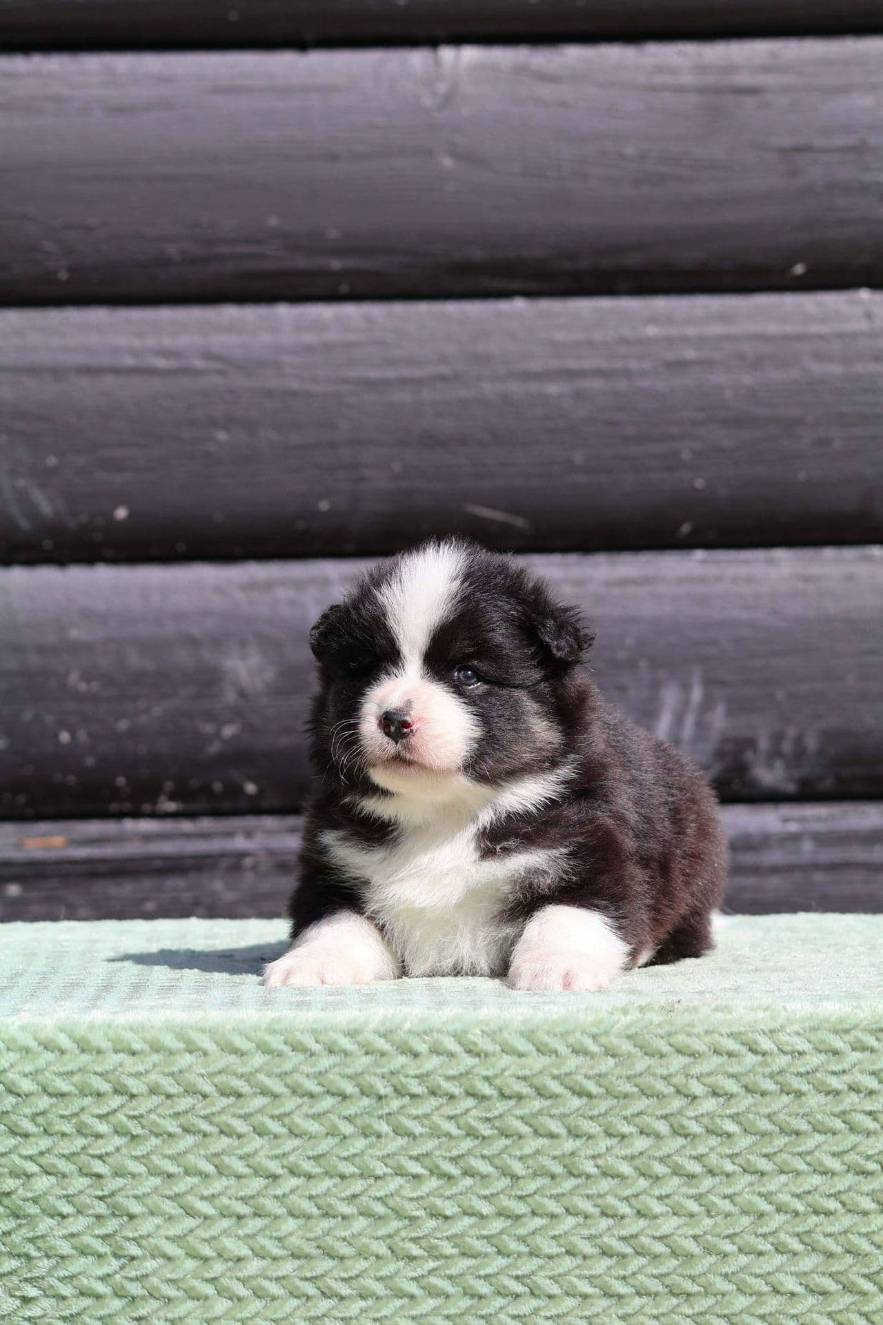Finsk Lapphund valper