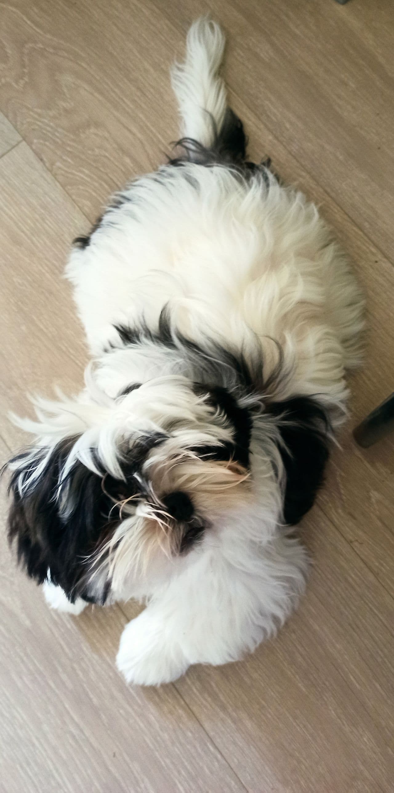Møt din nye bestevenn: Bedårende Shih Tzu-valper