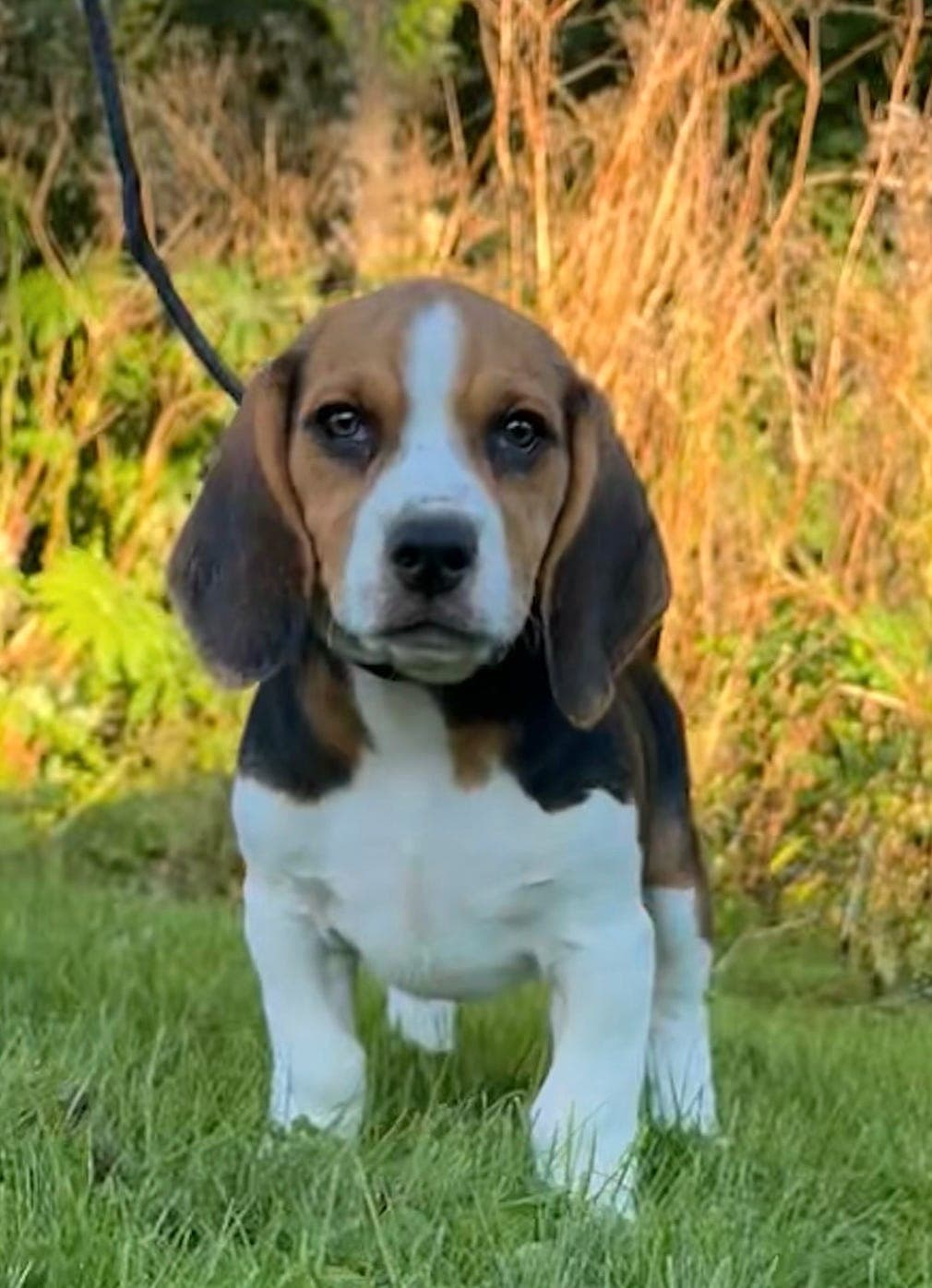 Finske Raolex beaglevalper!