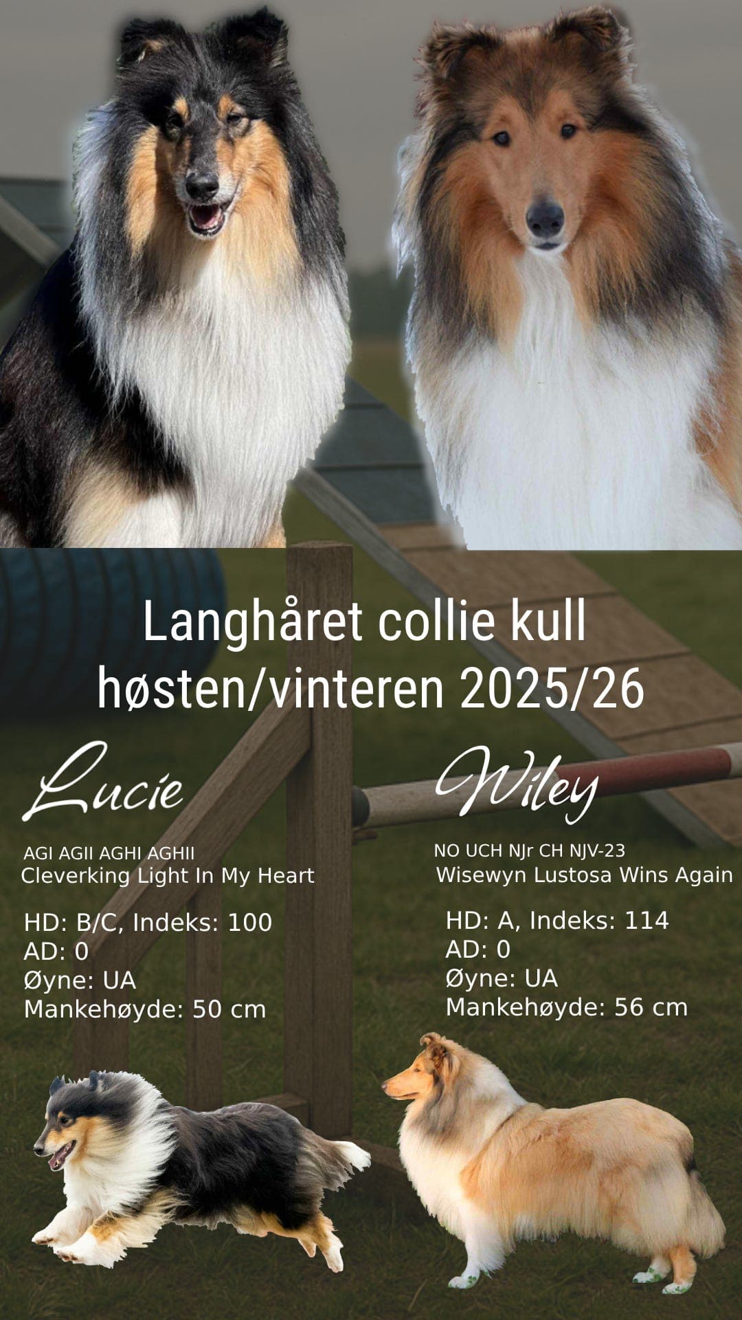 Langhåret Collie valper planlegges høst/vinter 25-26