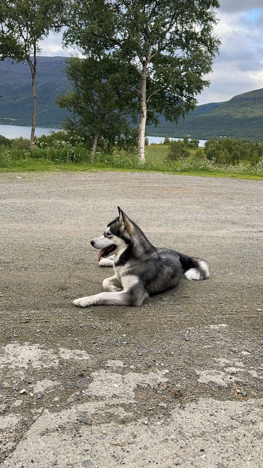 Alaskan Malamute tispe vurderes solgt
