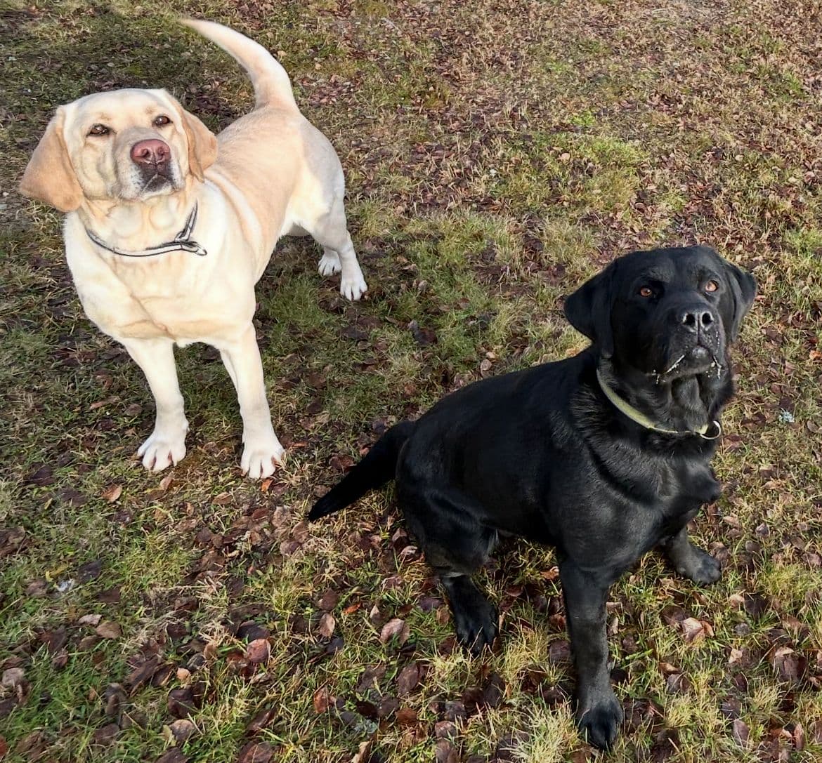 Labrador valper NKK reg ventes