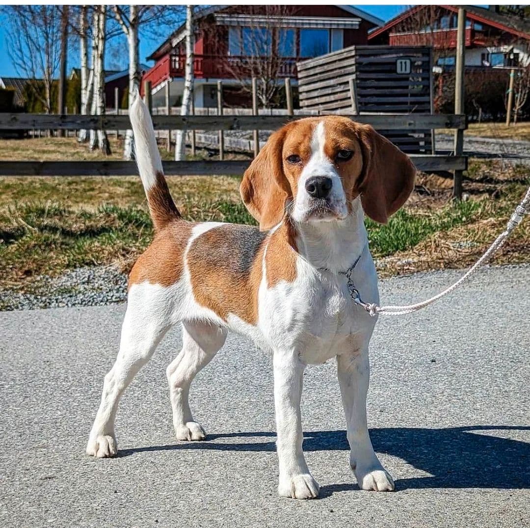 BEAGLE VALPER KR.15.000 FRA HØYT PREMIERTE LINJER