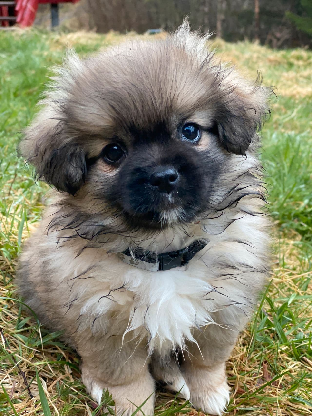 Tibetansk Spaniel NKK Registrert