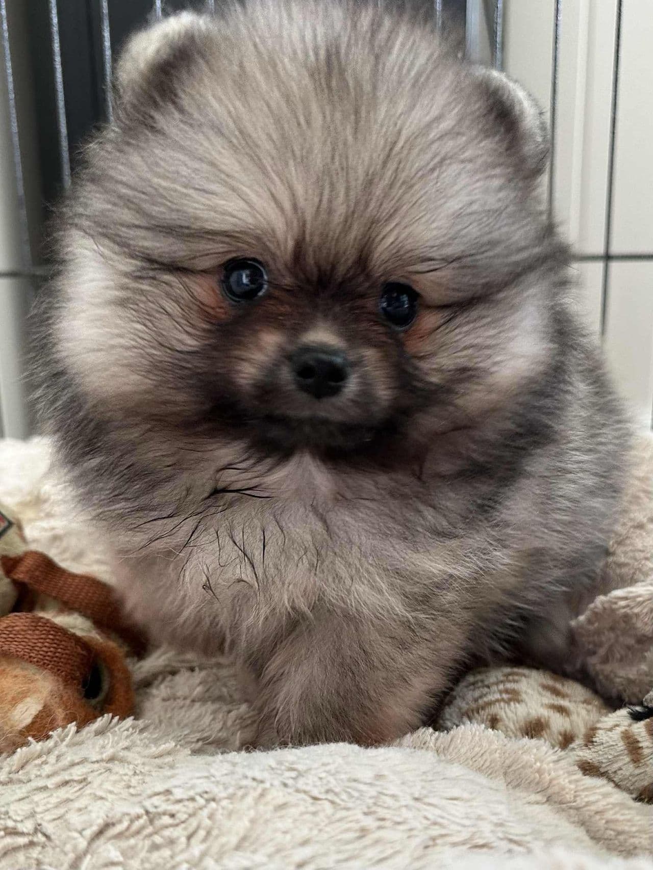 Pomeranian gutter
