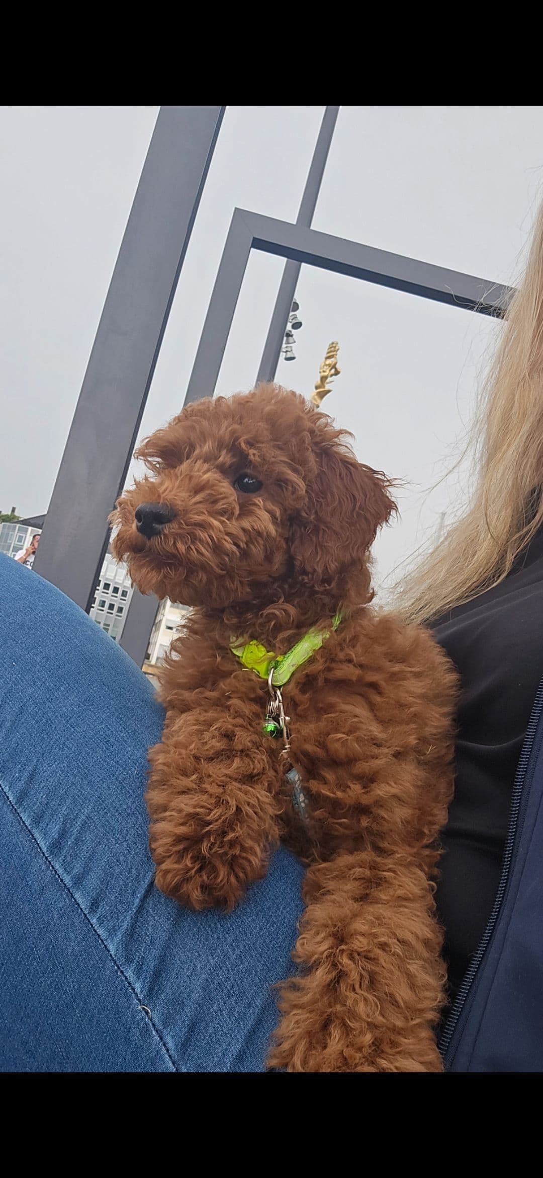 En nydelig hanhund  renraset dverg pudel til salgs. Leveringsklare nå 🐩💙